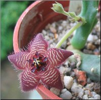 Stapelia paniculata subsp kougabergensis .